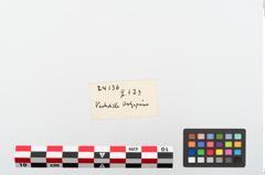 Etiketten zu Holzreste (NHMW-PRAE-024136)